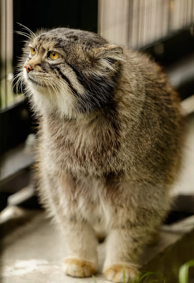マヌルネコの写真