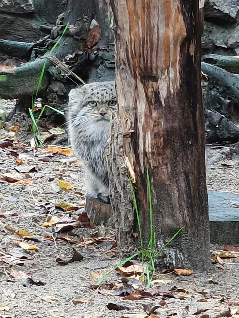 ノヴォシビルスク動物園のミアの写真