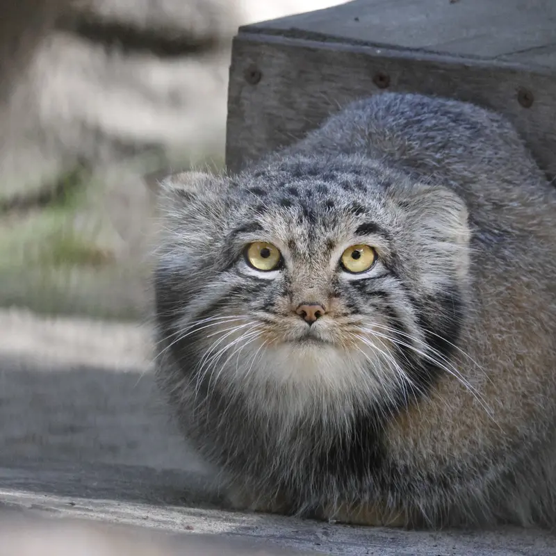 ノヴォシビルスク動物園のメンスの写真