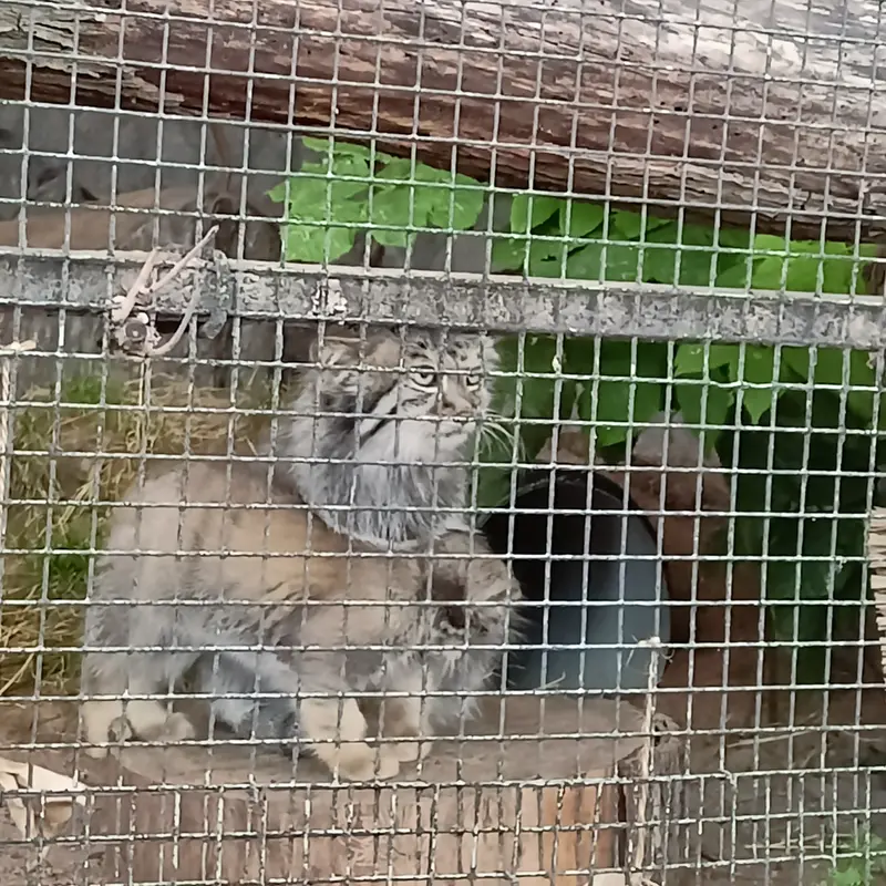 マヌルネコの写真