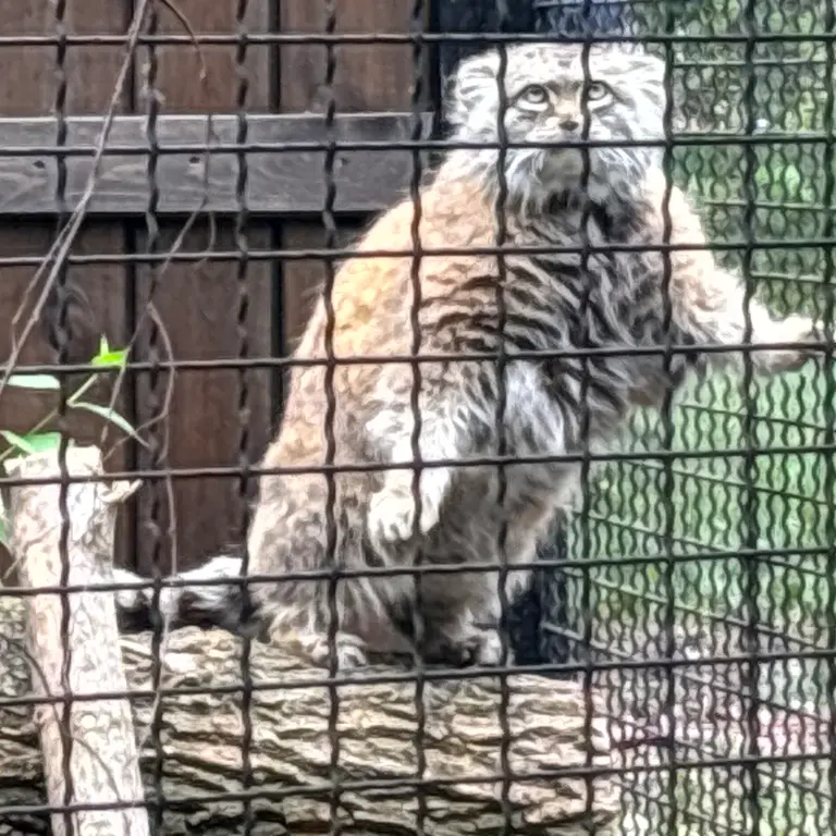 ワルシャワ動物園のジェシーの写真