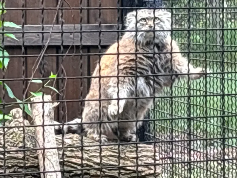 ワルシャワ動物園のジェシーの写真