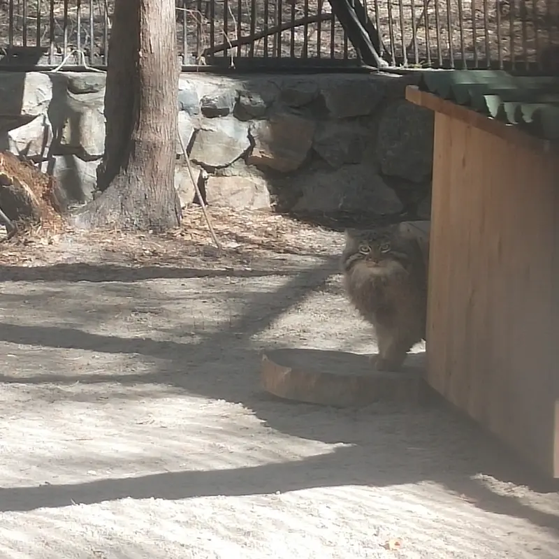 ノヴォシビルスク動物園のレオンの写真