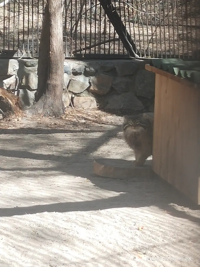 ノヴォシビルスク動物園のレオンの写真