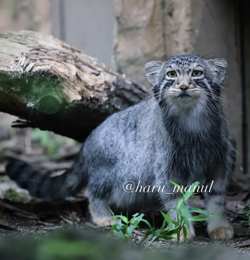 那須どうぶつ王国のナゴムの写真