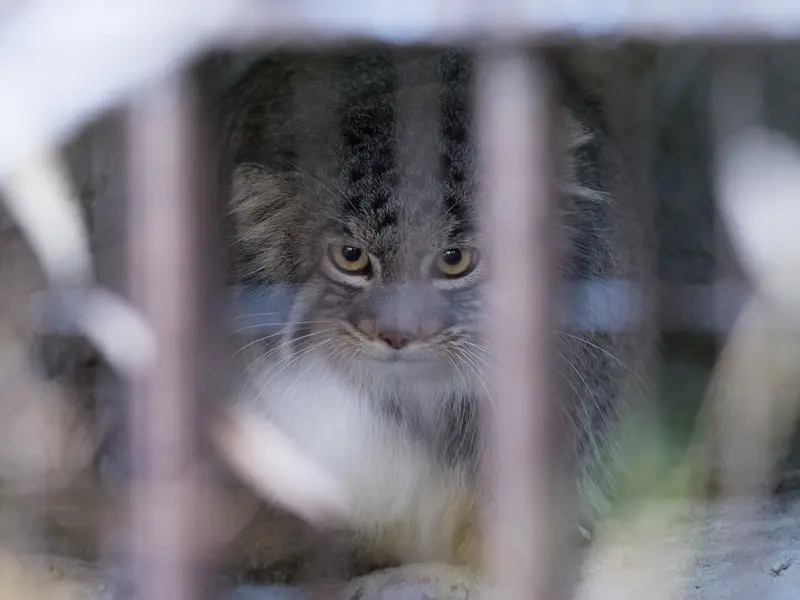 野毛山動物園のフィーガの写真