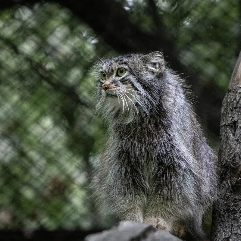 ノヴォシビルスク動物園のスネジンカの写真