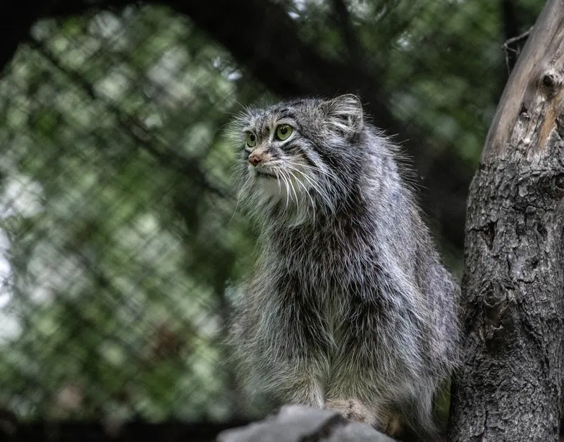 ノヴォシビルスク動物園のスネジンカの写真