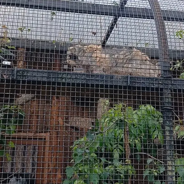 レニングラード動物園のマヌルネコの写真
