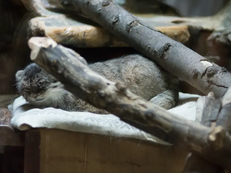 恩賜上野動物園のプリームラの写真