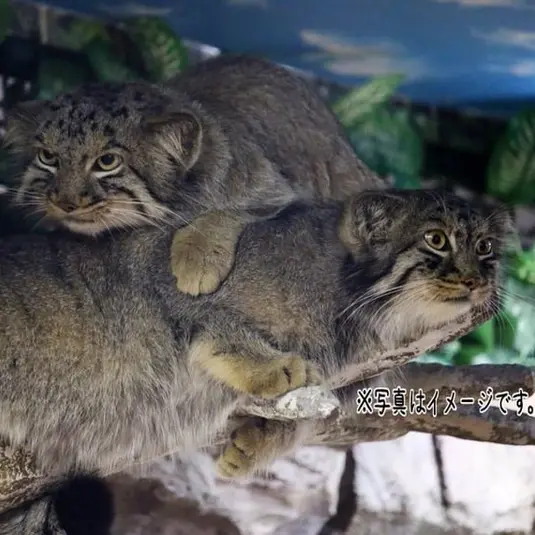 埼玉県こども動物自然公園のシャルとボルの写真