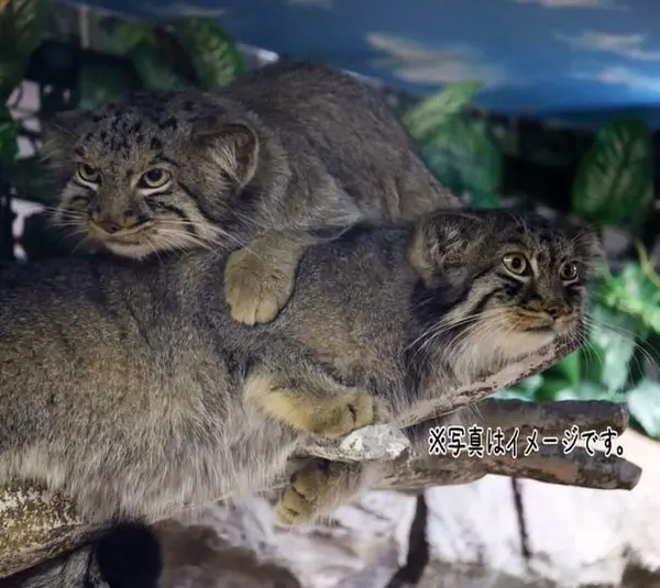 埼玉県こども動物自然公園のシャルとボルの写真