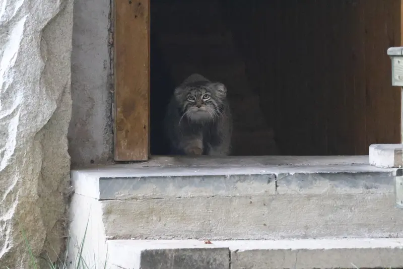 モスクワ動物園のティモフェイの写真