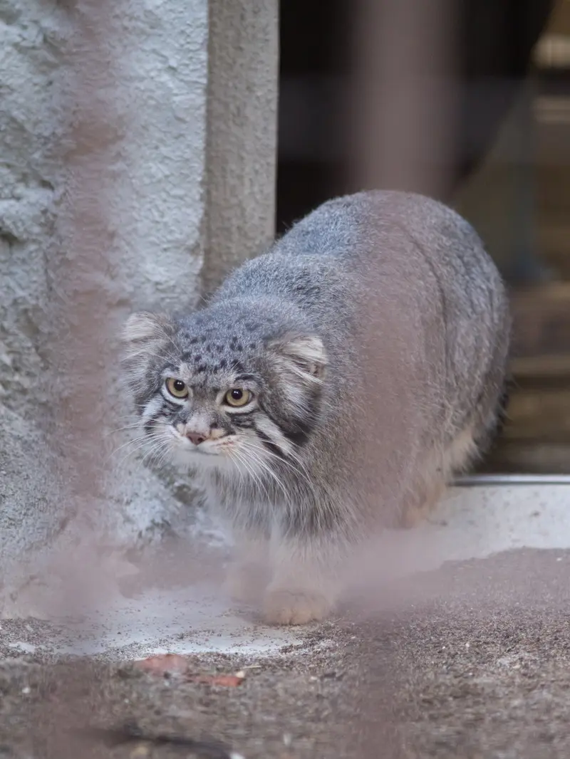 野毛山動物園のフィーガの写真