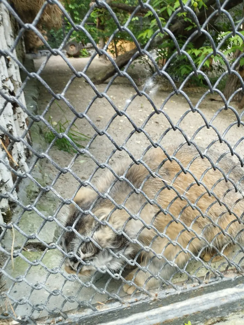 ノヴォシビルスク動物園のマヌルネコの写真