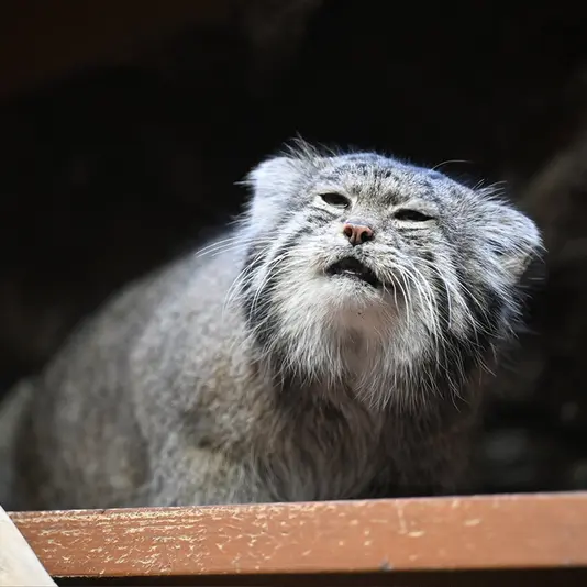 恩賜上野動物園のクリョンの写真