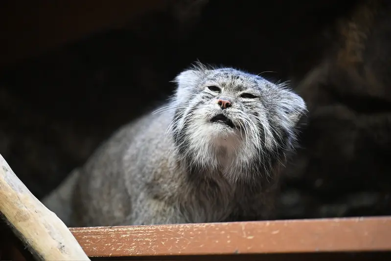 恩賜上野動物園のクリョンの写真