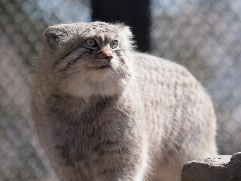 埼玉県こども動物自然公園のロータスの写真