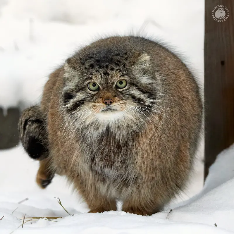 ノヴォシビルスク動物園のラストチカの写真