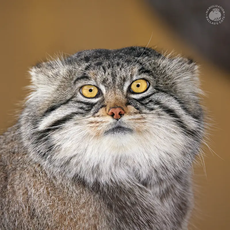 Asahiyama Zooのマヌルネコのグルーシャ