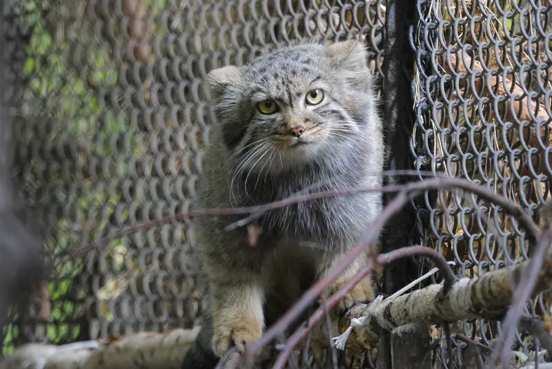 ノヴォシビルスク動物園のマヌルネコの写真