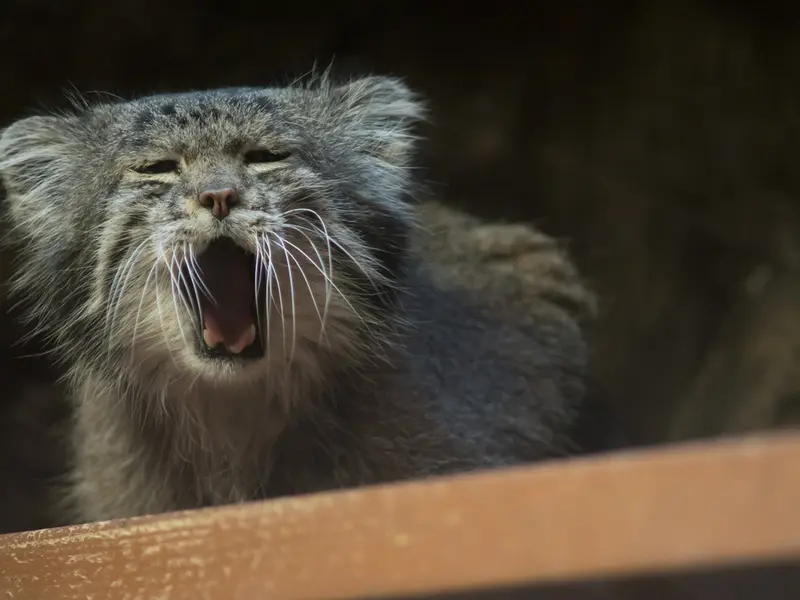 恩賜上野動物園のクリョンの写真