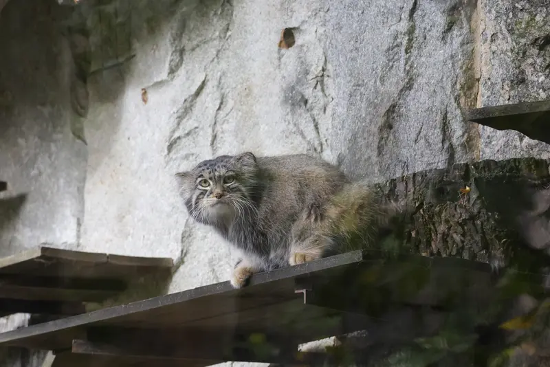 モスクワ動物園のティモフェイの写真