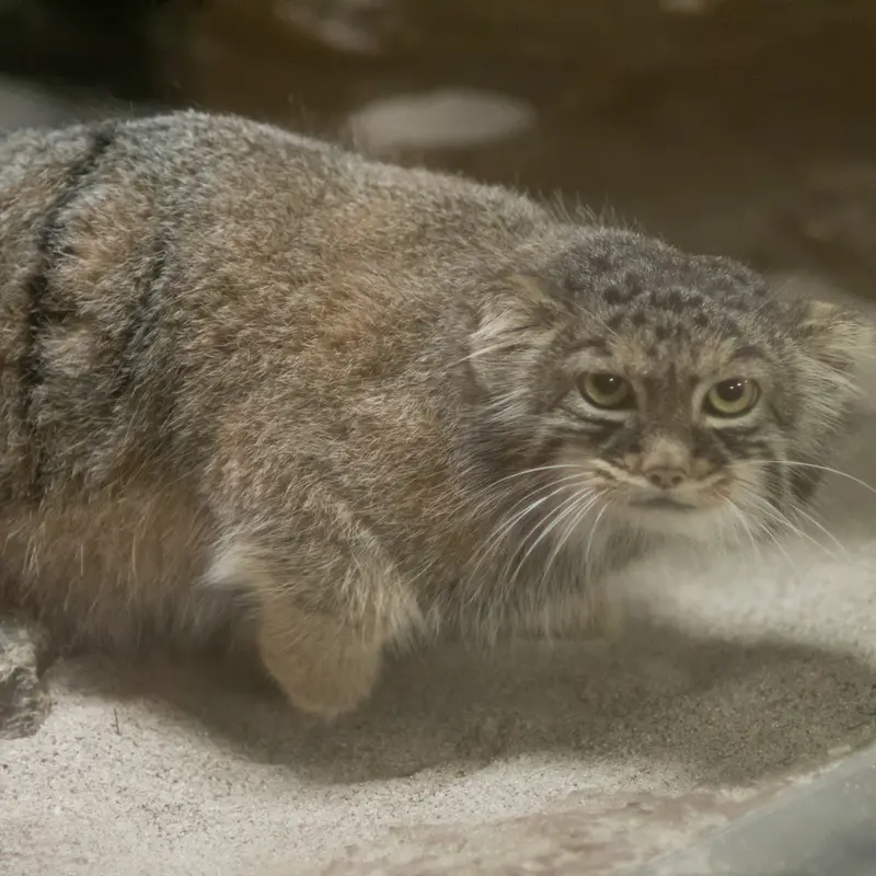 恩賜上野動物園のサフランの写真