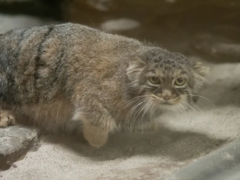 恩賜上野動物園のサフランの写真