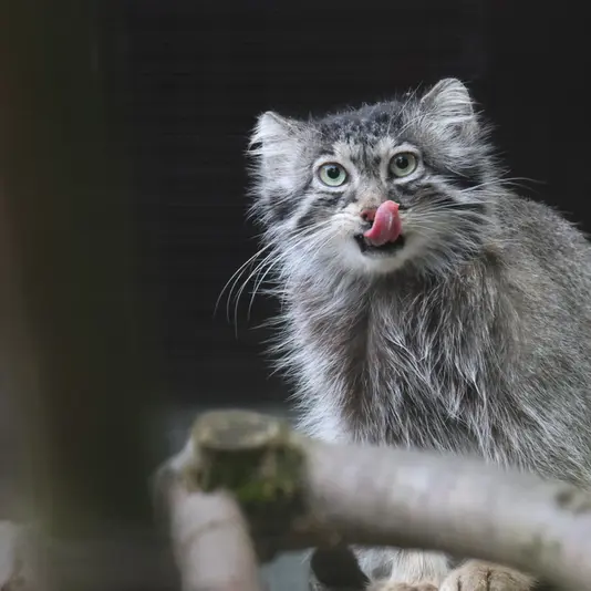 グダニスク動物園のウラの写真
