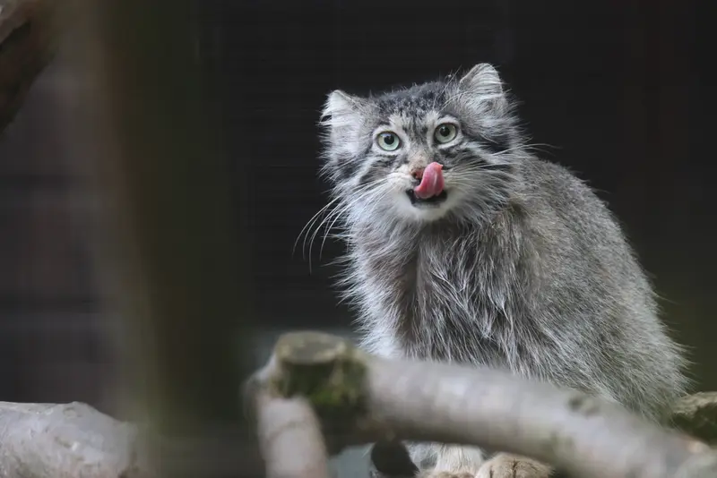 グダニスク動物園のウラの写真