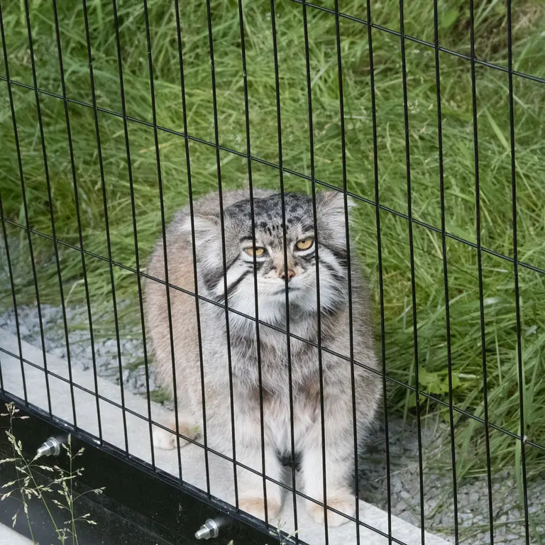 旭山動物園のグルーシャの写真