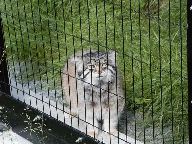 旭山動物園のグルーシャの写真