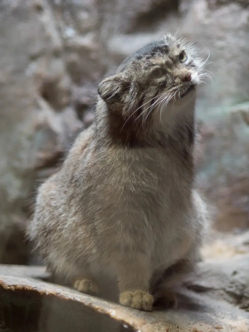 恩賜上野動物園のプリームラの写真