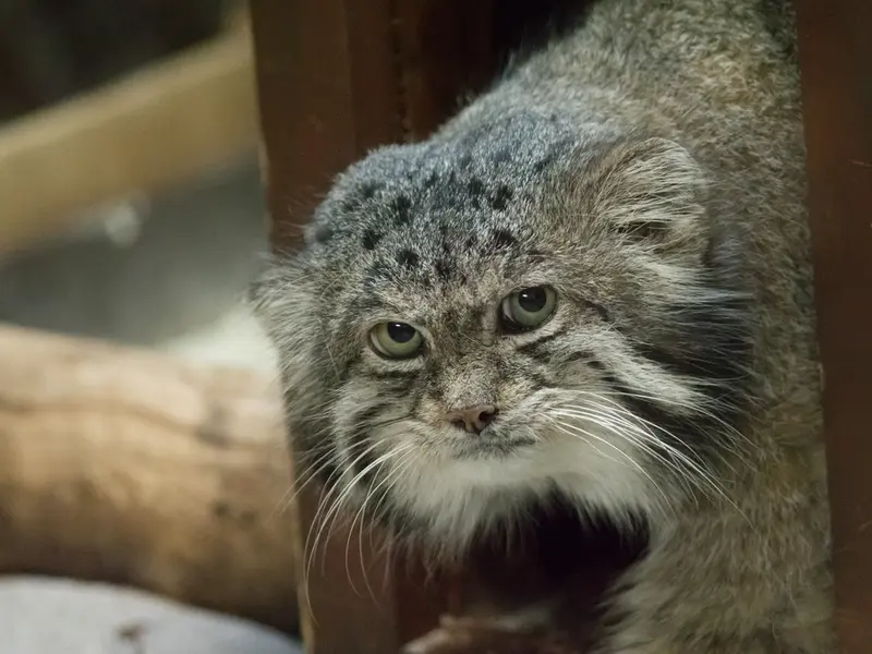 恩賜上野動物園のクリョンの写真