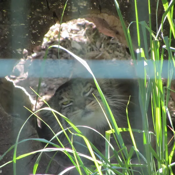 デッサウ動物園のマンニの写真
