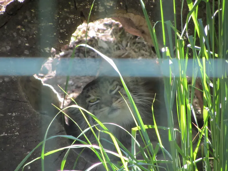 デッサウ動物園のマンニの写真
