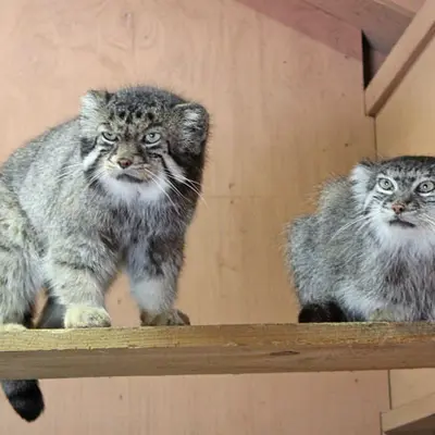 埼玉県こども動物自然公園のセバスチャンとマリィの写真