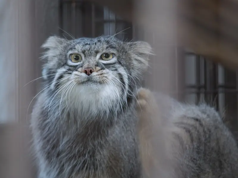 野毛山動物園のフィーガの写真