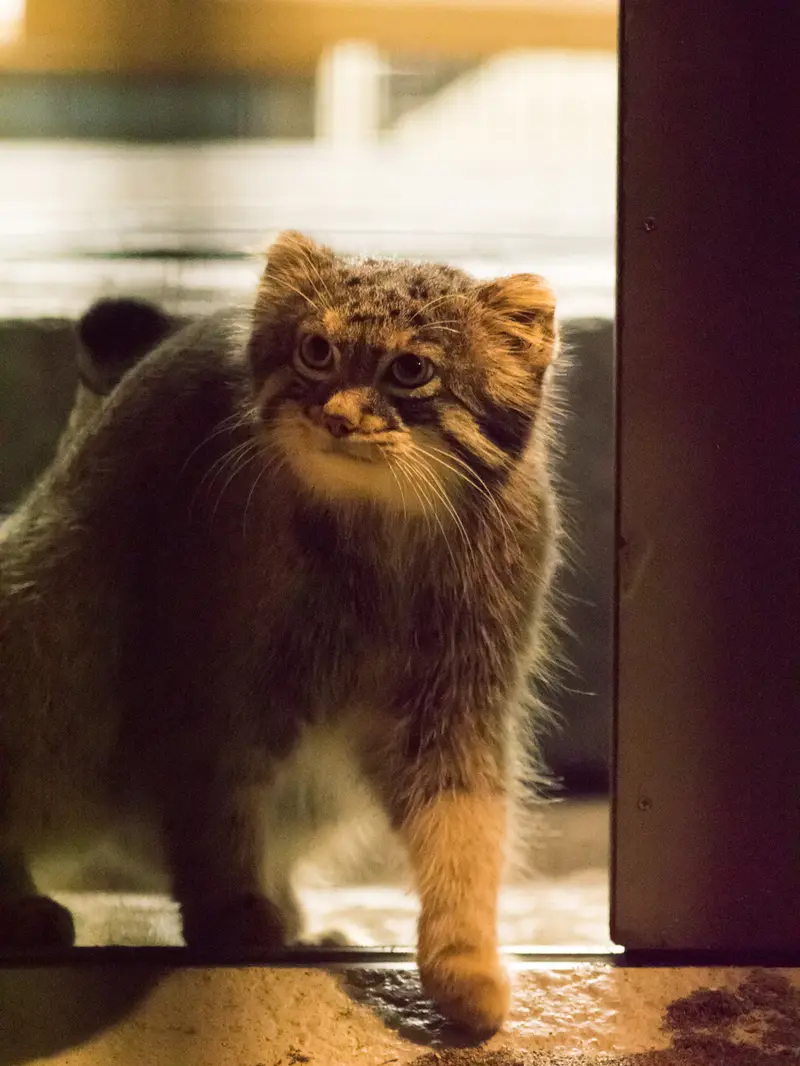 野毛山動物園のフィーガの写真