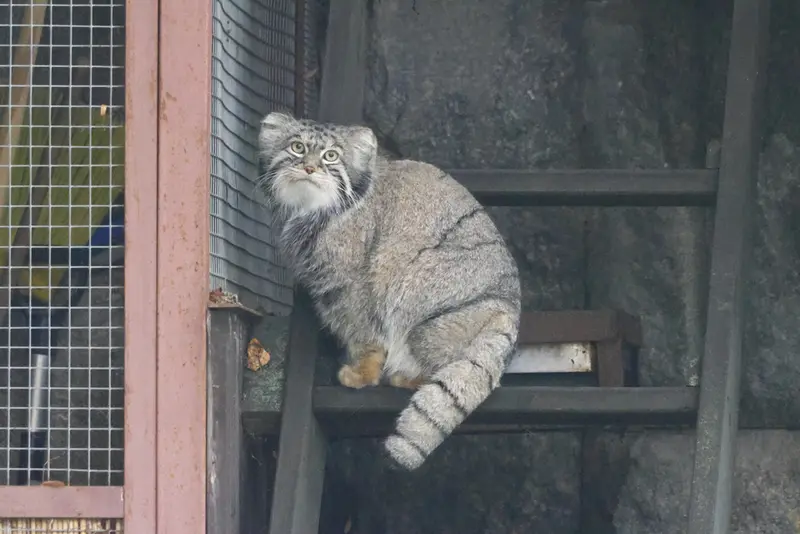 モスクワ動物園のティモフェイの写真