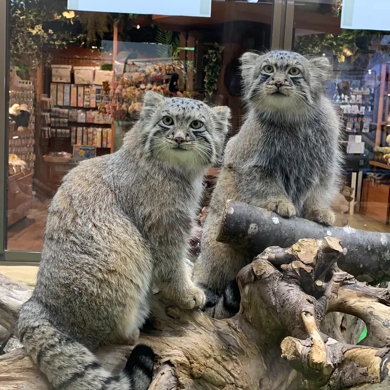 那須どうぶつ王国のアズとエルの写真