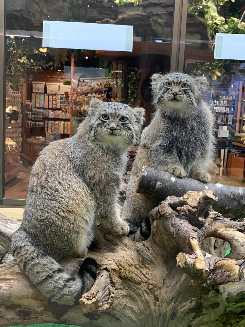 那須どうぶつ王国のアズとエルの写真