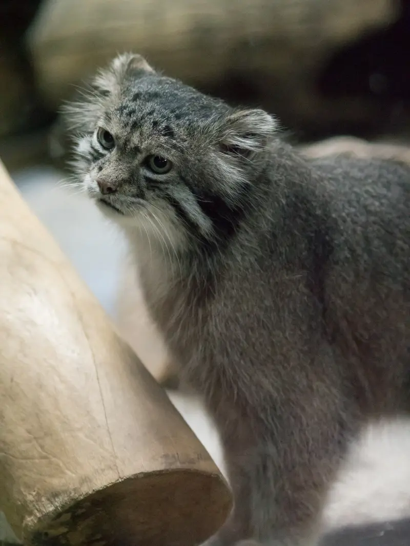 恩賜上野動物園のクリョンの写真