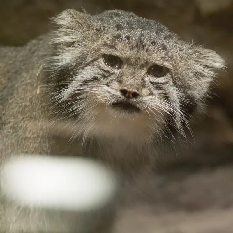 恩賜上野動物園のクリョンの写真