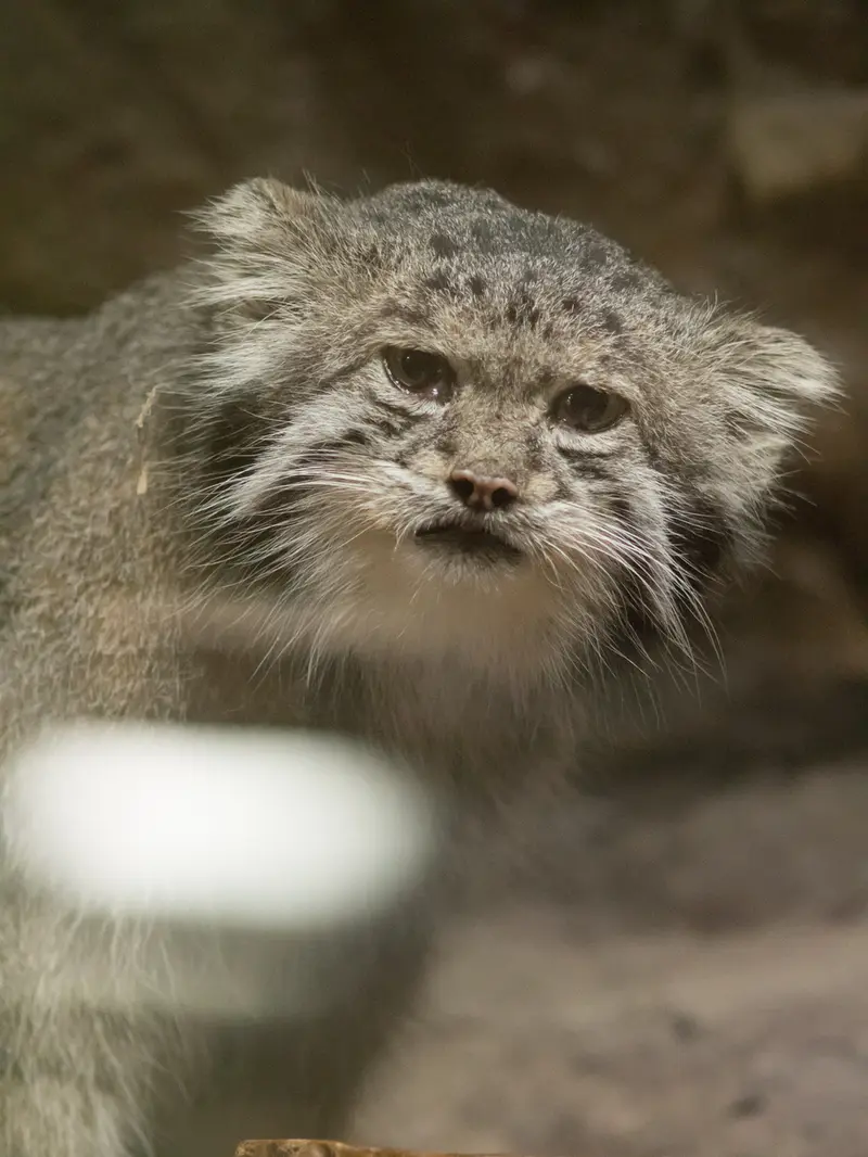 恩賜上野動物園のクリョンの写真
