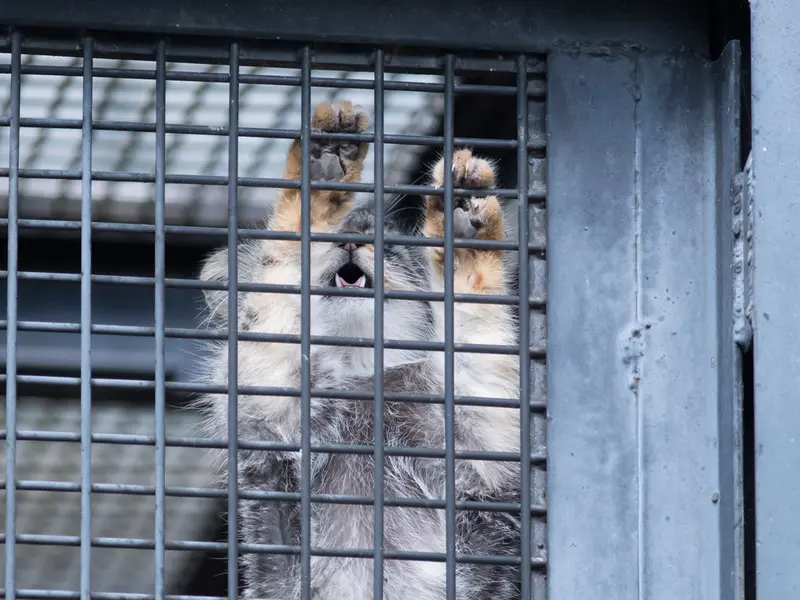 旭山動物園のヒデの写真