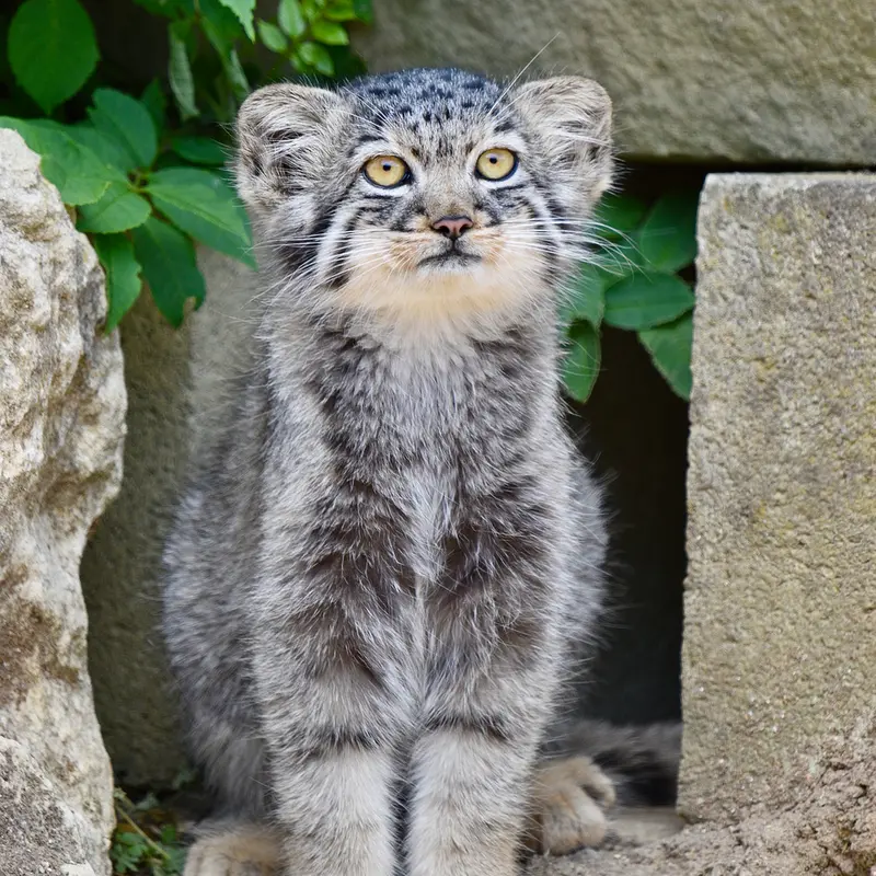 ポート・リムプネ・ワイルド・アニマル・パークのナムーの子猫 b. 2026 Ⅲの写真
