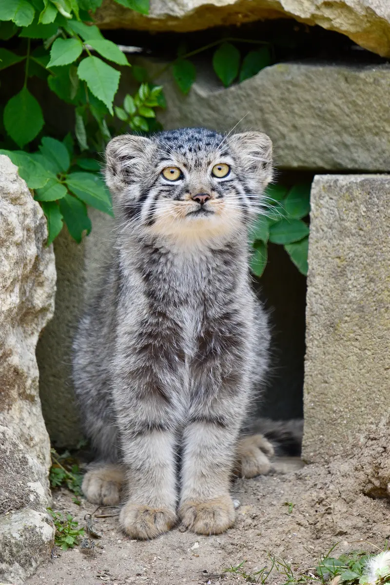 ポート・リムプネ・ワイルド・アニマル・パークのナムーの子猫 b. 2026 Ⅲの写真