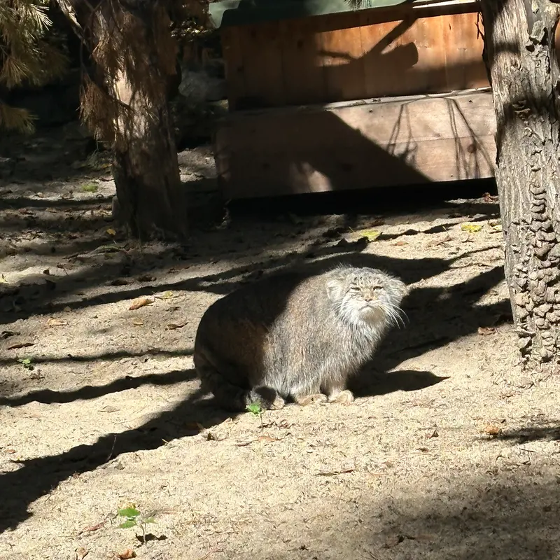 ノヴォシビルスク動物園のミアの写真